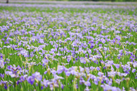 （一財）沖縄観光コンベンションビューローのプレスリリース画像6