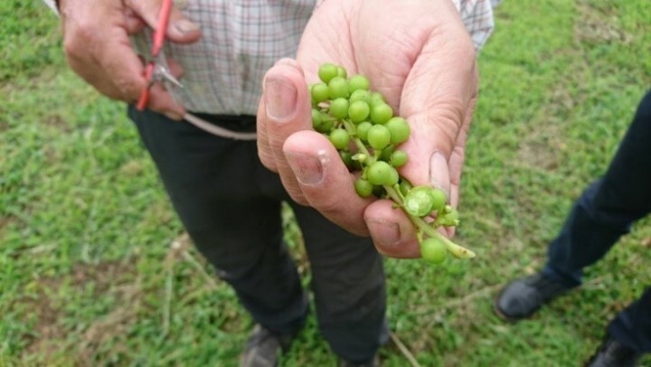 株式会社スイミージャパンのプレスリリース画像3