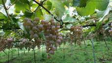 株式会社スイミージャパンのプレスリリース画像3