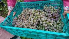 株式会社スイミージャパンのプレスリリース画像3