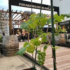 株式会社スイミージャパンのプレスリリース画像1