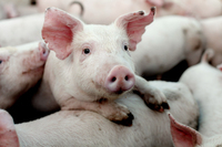 ドンピエールグループのプレスリリース画像10