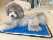 株式会社ideaのプレスリリース