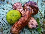 株式会社 伊東園ホテルズのプレスリリース画像8