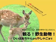 AZAbridge運営事務局のプレスリリース