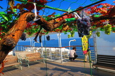 株式会社シーライン東京のプレスリリース画像2