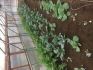 Sincerityのプレスリリース