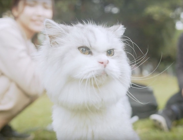 リュック式猫ハウス Eggy は Makuakeにて先行予約販売開始 Ctj株式会社のプレスリリース