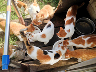 LYSTAのプレスリリース画像1