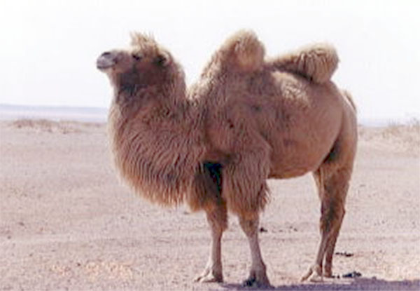 ふとんの川野辺のプレスリリース画像1