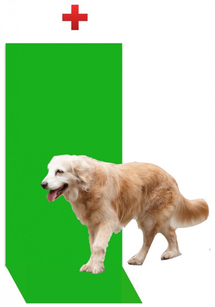 ドッグトレーニング ABOUT DOGSのプレスリリース画像1