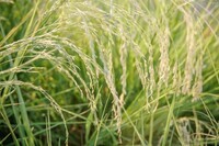 株式会社ノルデステのプレスリリース画像6