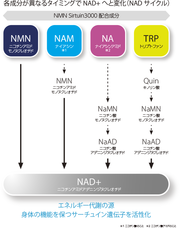 株式会社ノルデステのプレスリリース画像4