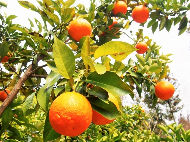 株式会社CREA FARMのプレスリリース画像7