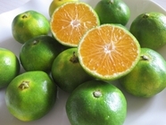 株式会社CREA FARMのプレスリリース画像2