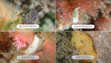 株式会社メディアクトのプレスリリース画像3