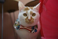 特定非営利活動法人　もりねこのプレスリリース画像1