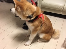 株式会社トラッキモGPSのプレスリリース画像4