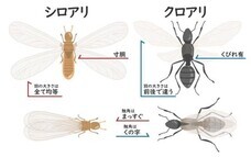シェアリングテクノロジー株式会社のプレスリリース画像1