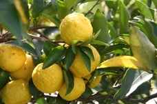 株式会社京LOCOのプレスリリース画像2