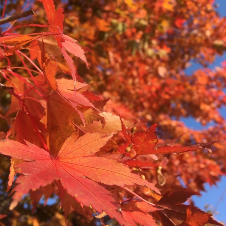 gestaltzerfallのプレスリリース画像1