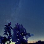 gestaltzerfallのプレスリリース