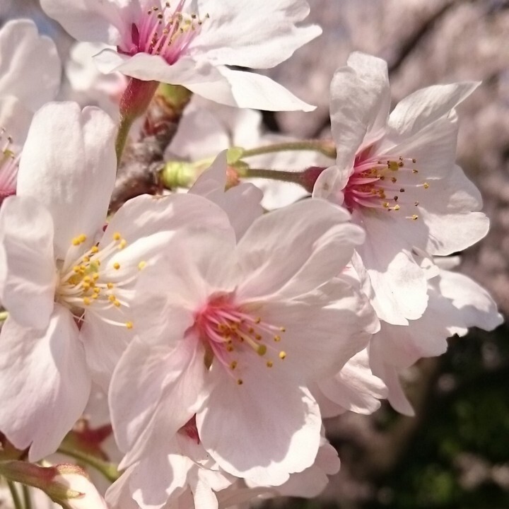 gestaltzerfallのプレスリリース