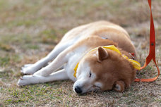 株式会社ジェイエーアメニティーハウスのプレスリリース画像5