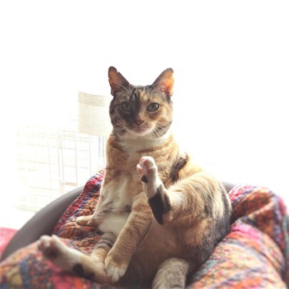 nekotohitoのプレスリリース画像1