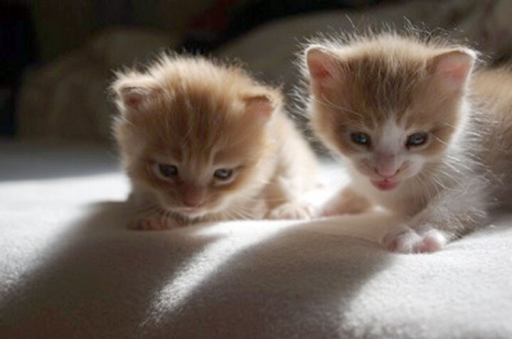 こちら肉球クラブのプレスリリース画像1