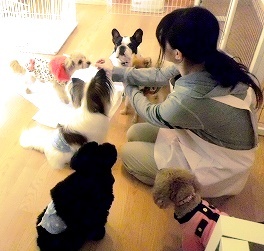 わんこのサービスのプレスリリース画像1