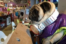 株式会社avocado power companyのプレスリリース