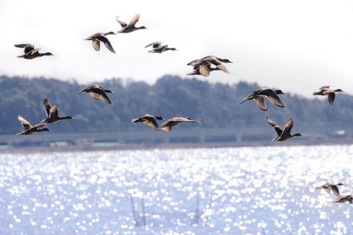 株式会社chicabiのプレスリリース画像5