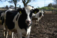 株式会社chicabiのプレスリリース画像2