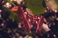 Meyer Optik Goerlitzのプレスリリース画像5