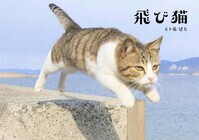 飛び猫合同会社のプレスリリース画像1