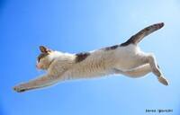 飛び猫合同会社のプレスリリース画像3