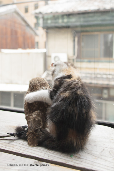 飛び猫合同会社のプレスリリース画像9