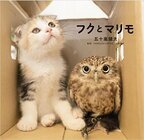 飛び猫合同会社のプレスリリース画像2