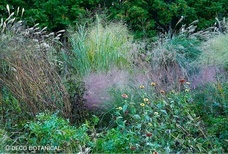 一般社団法人ジャパン・ガーデナーズ・ネットワークのプレスリリース画像1