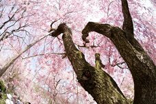 ブライトンホテルズのプレスリリース画像7