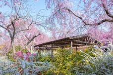 ブライトンホテルズのプレスリリース画像12