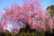 ブライトンホテルズのプレスリリース画像9