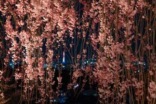 ブライトンホテルズのプレスリリース画像10