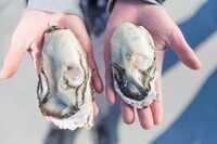 一般社団法人ピースボートセンターいしのまきのプレスリリース