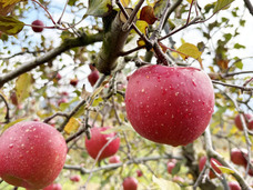 株式会社ベアレン醸造所のプレスリリース画像2