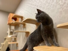 有限会社 Coo&amp;RIKUのプレスリリース画像1