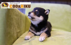 有限会社 Coo&amp;RIKUのプレスリリース画像3