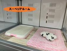 有限会社 Coo&amp;RIKUのプレスリリース画像1