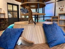 有限会社 Coo&amp;RIKUのプレスリリース画像6